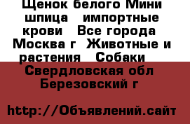 Щенок белого Мини шпица , импортные крови - Все города, Москва г. Животные и растения » Собаки   . Свердловская обл.,Березовский г.